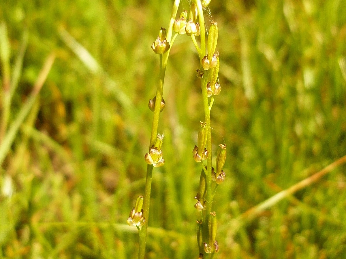 Triglochin palustris (Juncaginaceae)